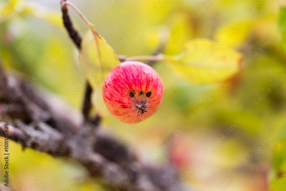 red apple on the tree in nature red apple on the tree in nature