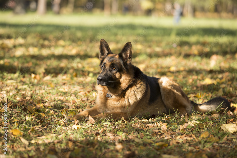 German shepherd German shepherd