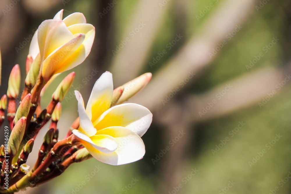 Fototapeta premium Plumeria flower (frangipani)
