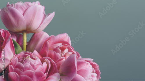 Pink flowers smooth bouquet on a solid grey background