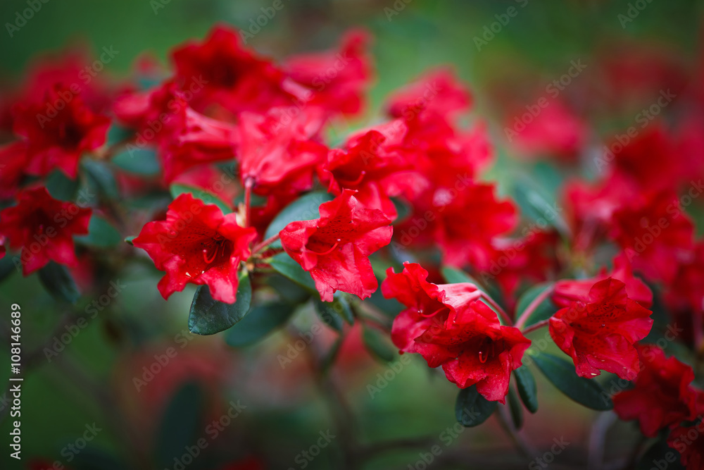 Red wild flowers