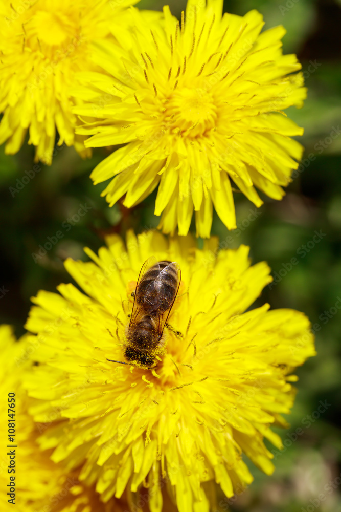 Honeybee on wild yellow flowers closeup Honeybee on wild yellow flowers closeup