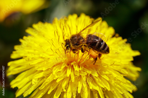 Honeybee on wild yellow flower closeup