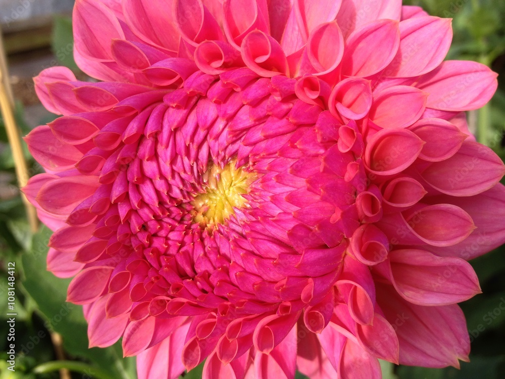Obraz premium Dahlia flower