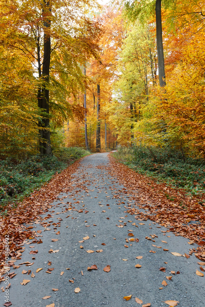 Waldweg Waldweg