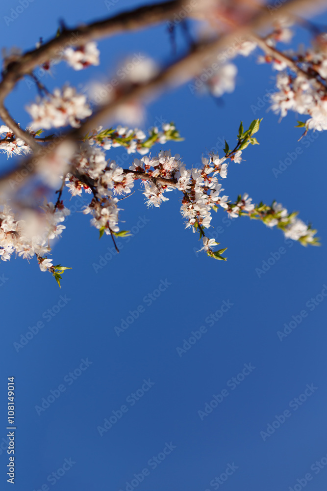 Spring blossom of apricot flowers