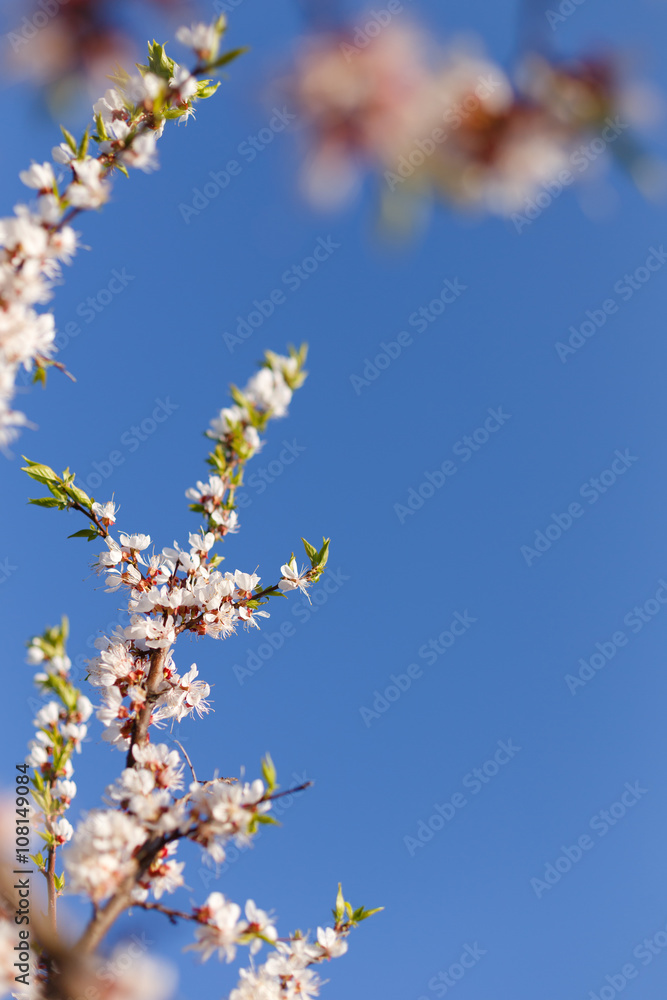 Spring blossom of apricot flowers Spring blossom of apricot flowers