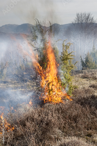 forest fire © Igor Syrbu