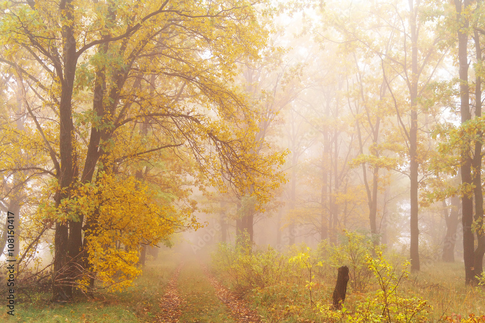  autumn forest with misty morning