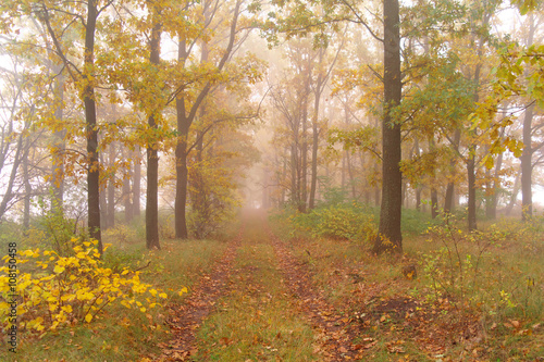  autumn forest with misty morning © ekulik2011