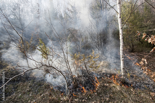 Wallpaper Mural forest fire Torontodigital.ca