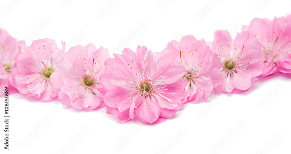almond blossoms. almond blossoms.