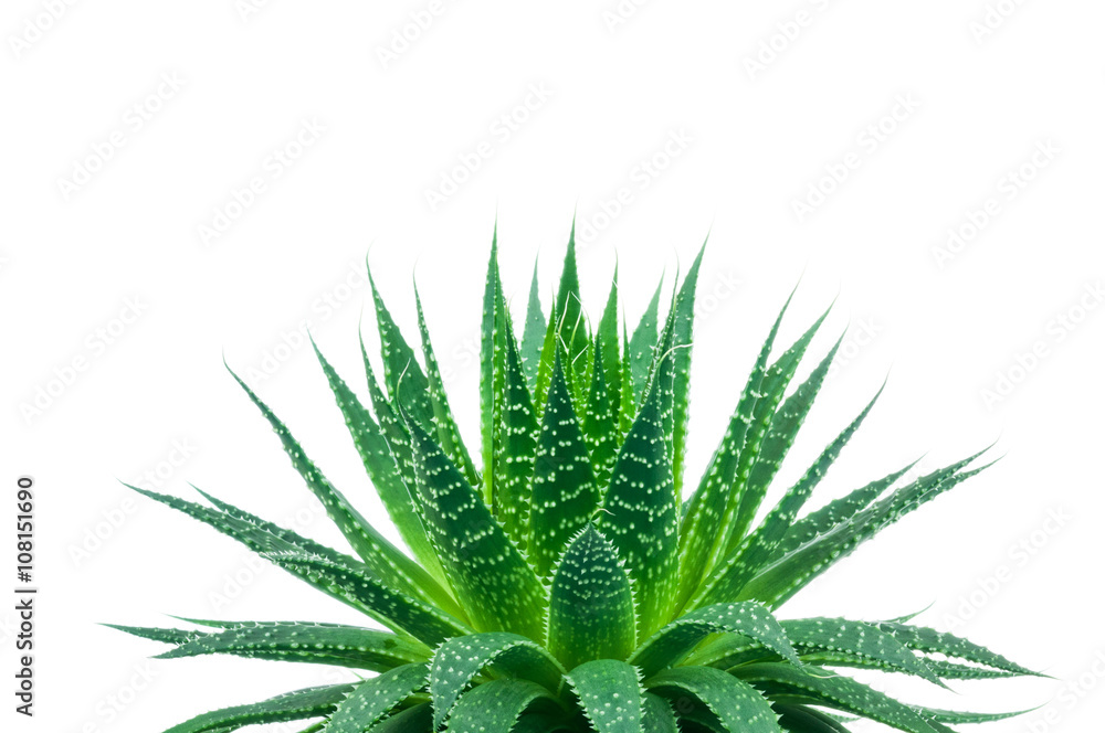 Fototapeta premium Aloe plant on white background