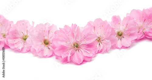 Wallpaper Mural almond blossoms. Torontodigital.ca