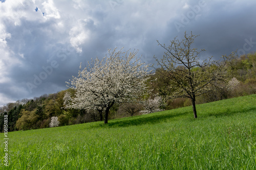 Der Kirschbaum in der Natur auf dem Feld
