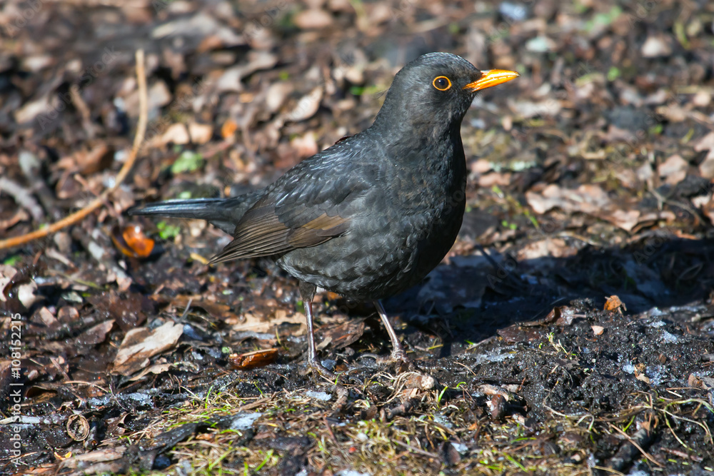 Adult male Blackbird in the spring. Thrush looks into the camera.  