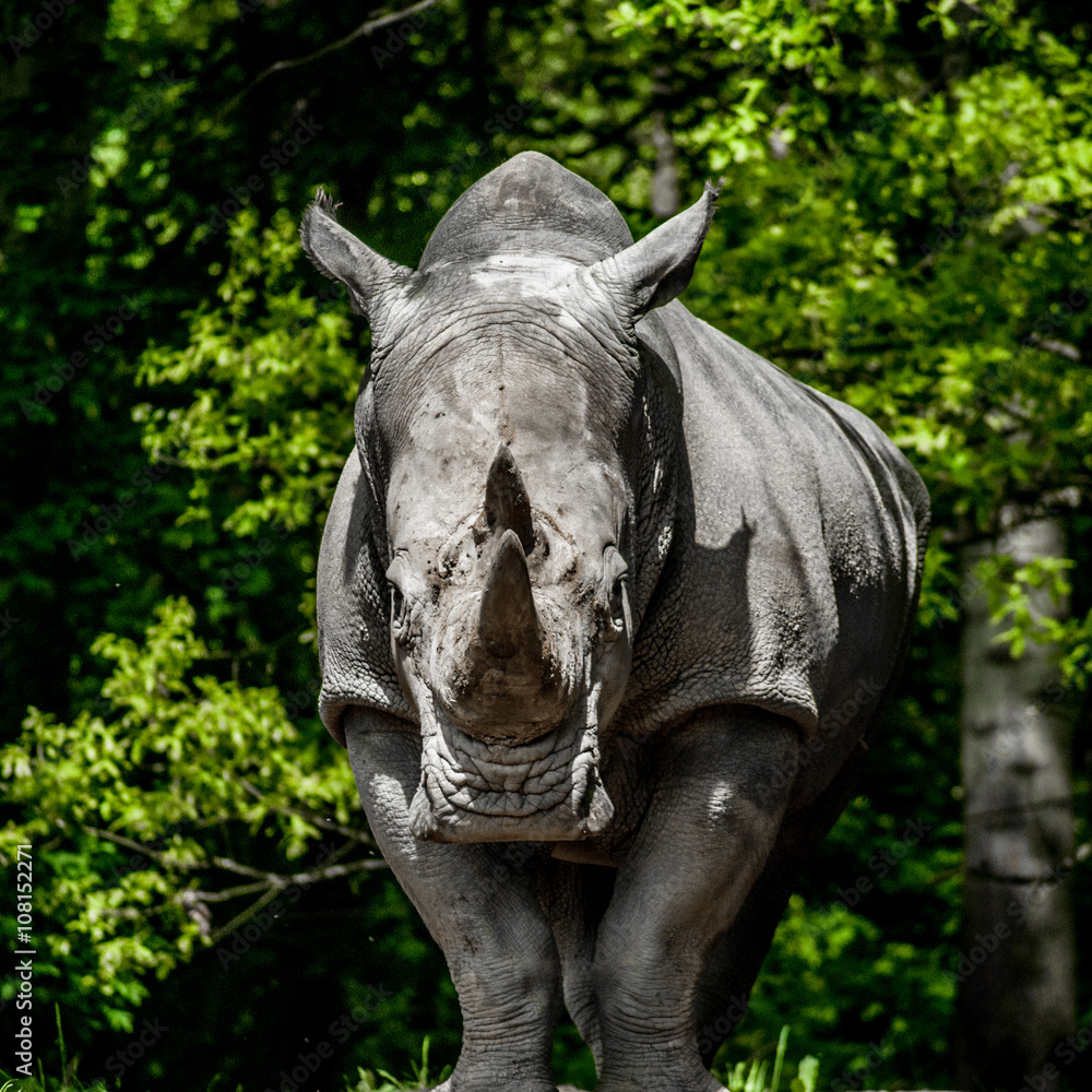 Fototapeta premium rhino front side