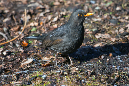 Adult male Blackbird in the spring. Thrush looks into the camera. 