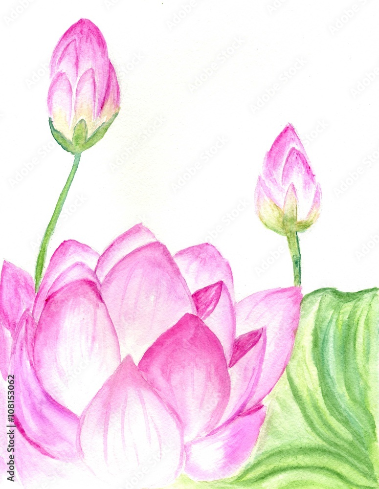 Lotus Flower Watercolor Lotus Flower Watercolor