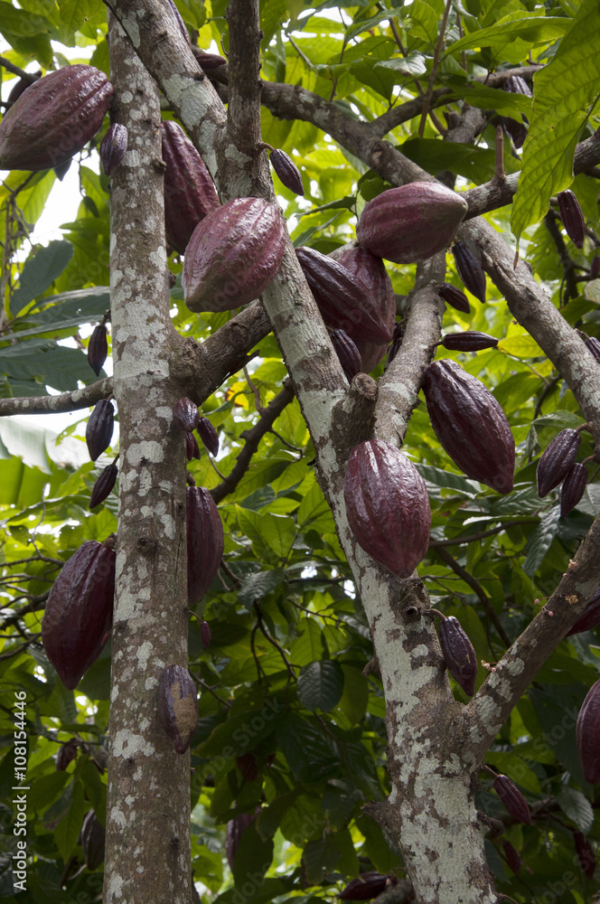 Tree with cacao fruits Tree with cacao fruits