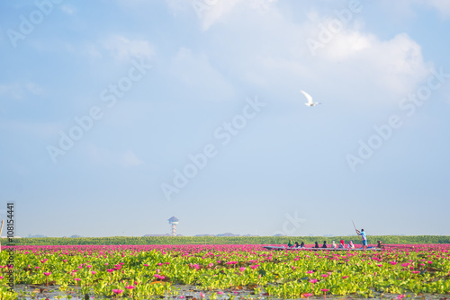 Pink Lotus on the sky lake in thailand