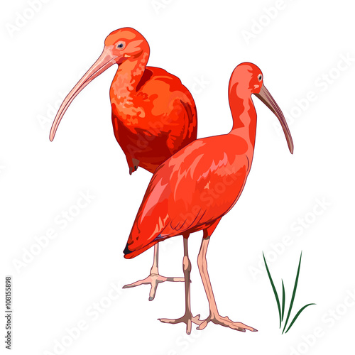 Scarlet ibises