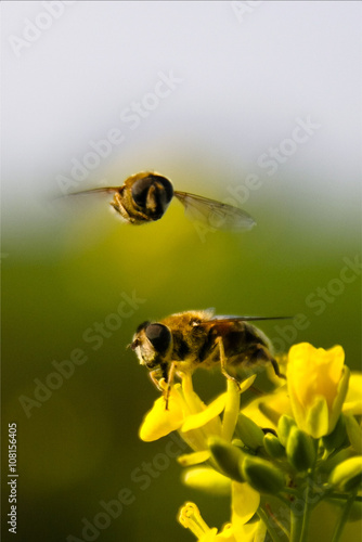 Wespen aan het diner
