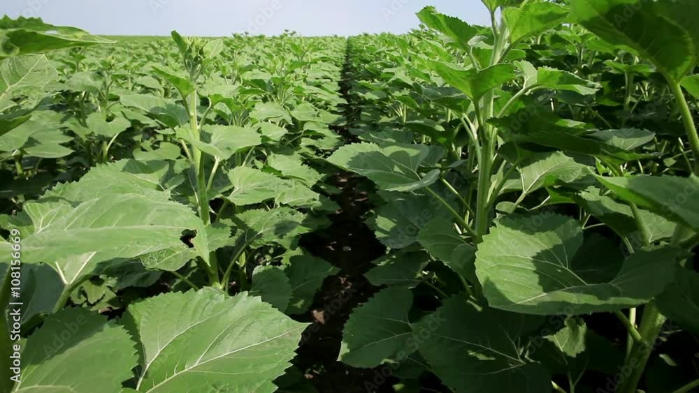 A field of young sunflower plants A field of young sunflower plants
