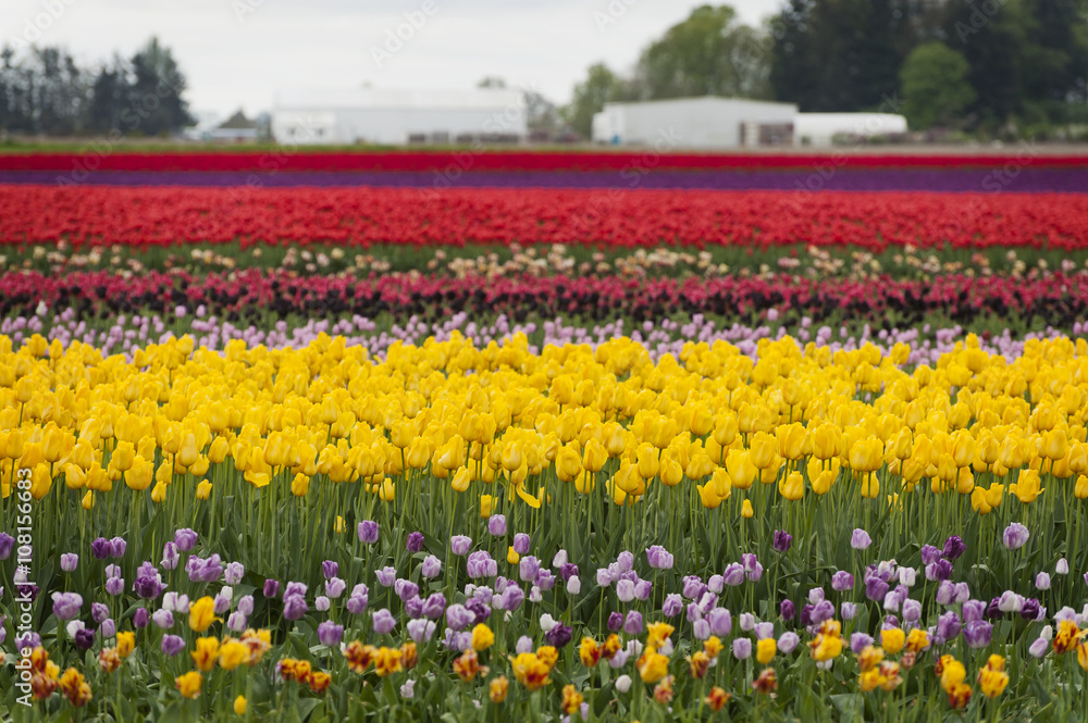 Tulips in the Skagit Valley. A sure sign that springtime is upon us is the start of the Skagit Valley Tulip Festival. A carpeting of colorful flowers dominates the landscape in all directions.