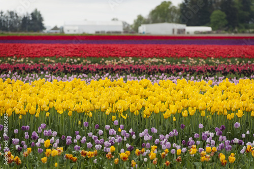 Wallpaper Mural Tulips in the Skagit Valley. A sure sign that springtime is upon us is the start of the Skagit Valley Tulip Festival. A carpeting of colorful flowers dominates the landscape in all directions. Torontodigital.ca