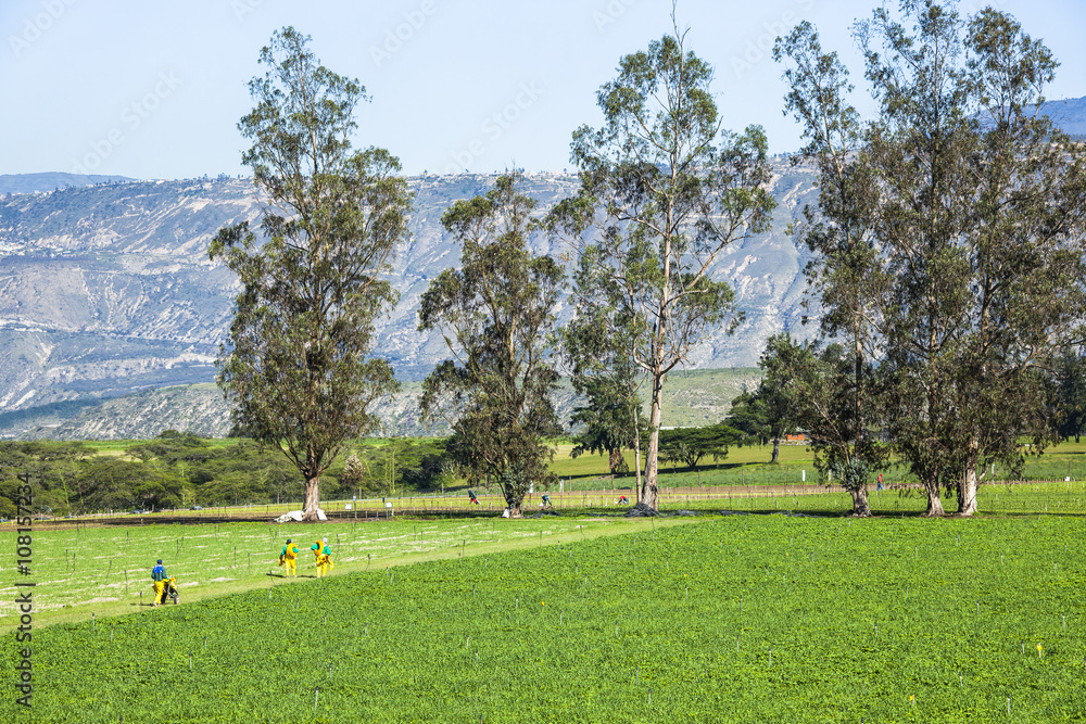 Fototapeta premium Calla lily plantation