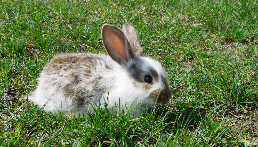 Fototapeta premium little cute baby rabbit on green grass closeup