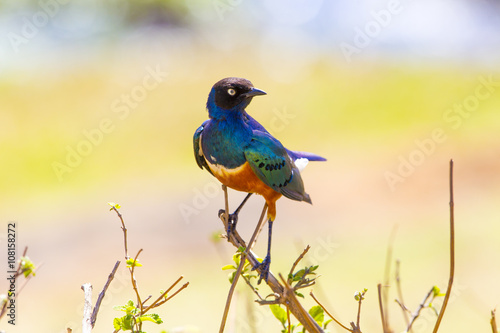 Colorful superb starling bird in Tanzania © kjekol