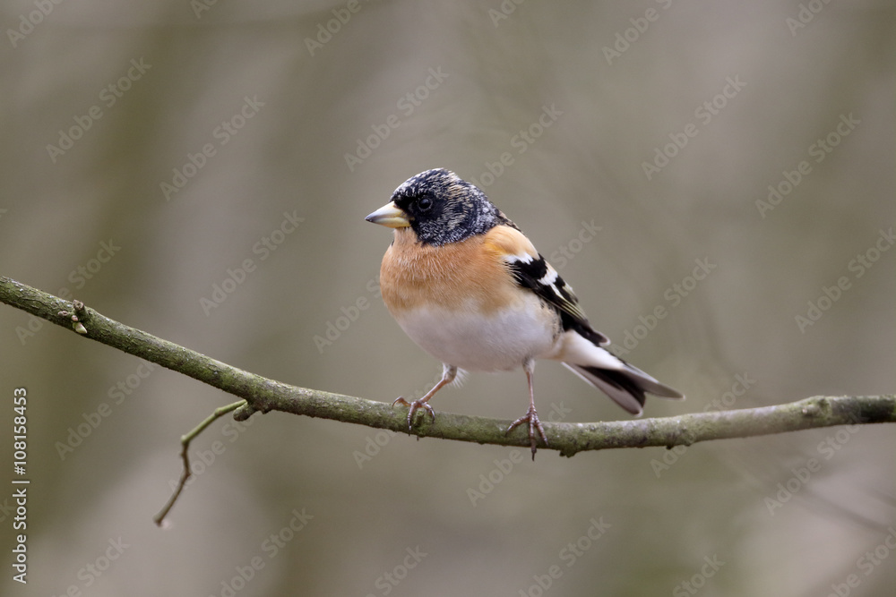 Brambling,  Fringilla montifringilla