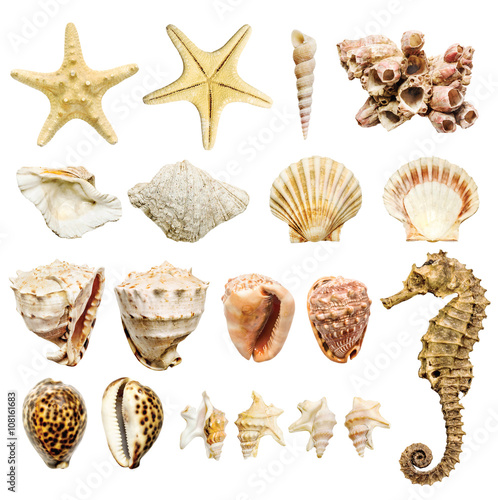 composition of most common seashells and mollusk photo