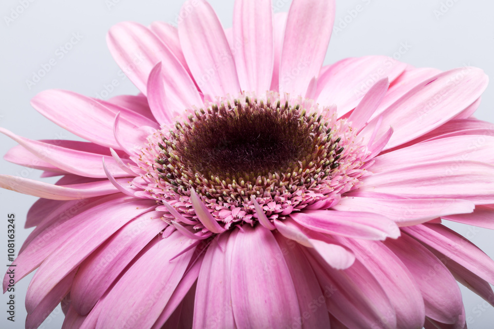 Close up of pink gerbera flower Close up of pink gerbera flower