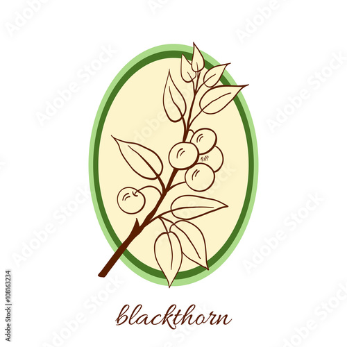 Handdrawn vector illustration blackthorn. Medicinal berry.For traditional medicine, gardening or cooking design, package, wrapper, label.