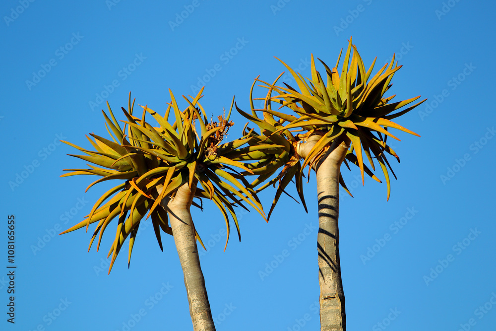 Drzewo kołczanowe ( Aloe dichotoma , Kokerboom ) na północy Republiki Południowej Afryki - obrazy, fototapety, plakaty 