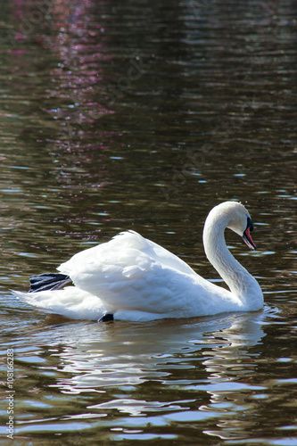 white wild swan