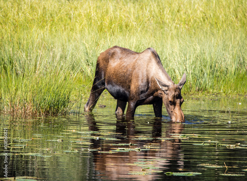 Cow Moose female feeding in water canada yukon