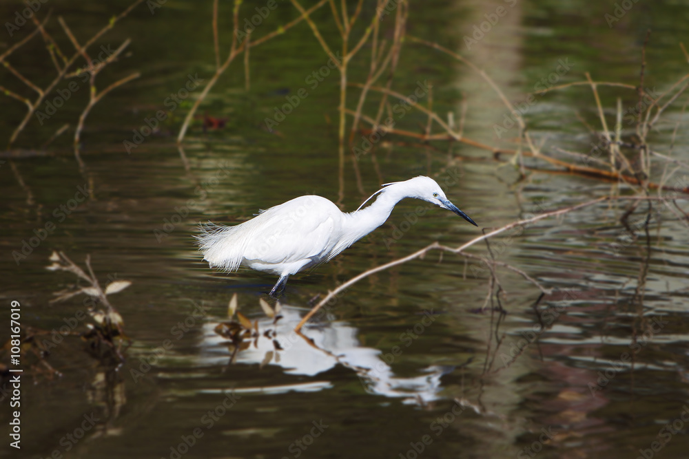 Little Egret (Egretta garzetta) Little Egret (Egretta garzetta)