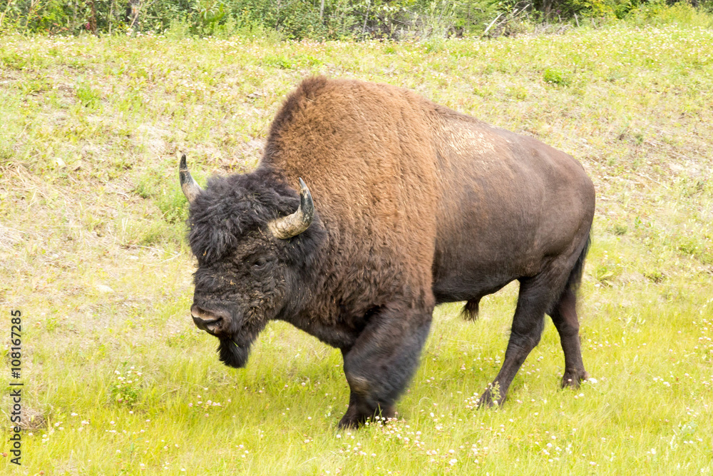 Roaming herds of wild Plains Bison along alcan canada Roaming herds of wild Plains Bison along alcan canada