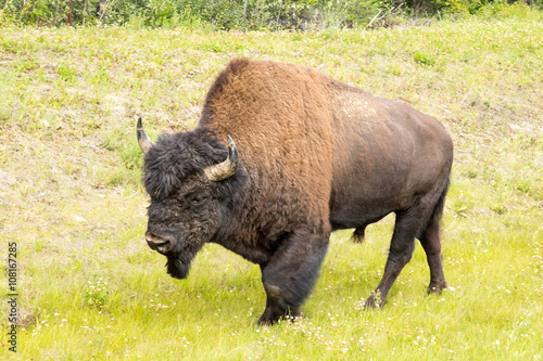 Roaming herds of wild Plains Bison along alcan canada