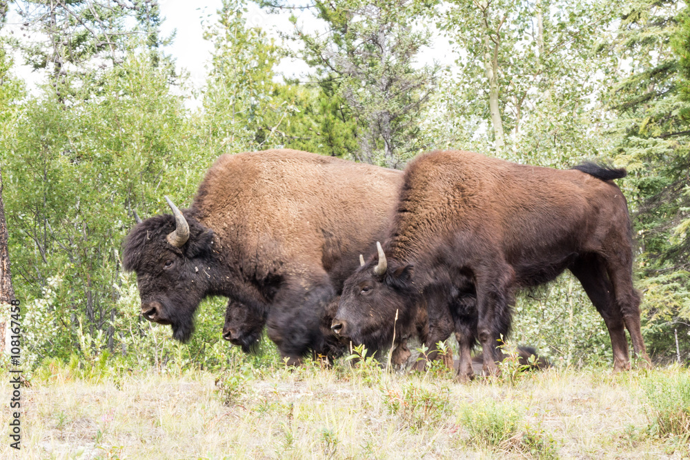 Roaming herds of wild Plains Bison along alcan canada