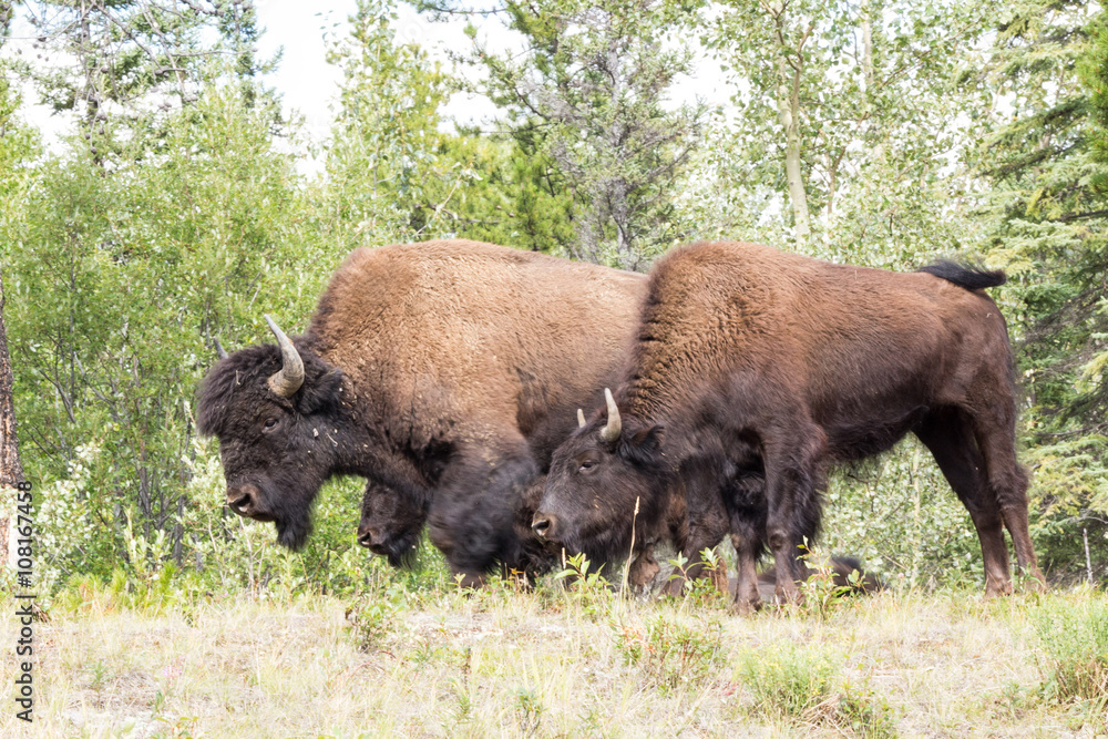 Roaming herds of wild Plains Bison along alcan canada Roaming herds of wild Plains Bison along alcan canada
