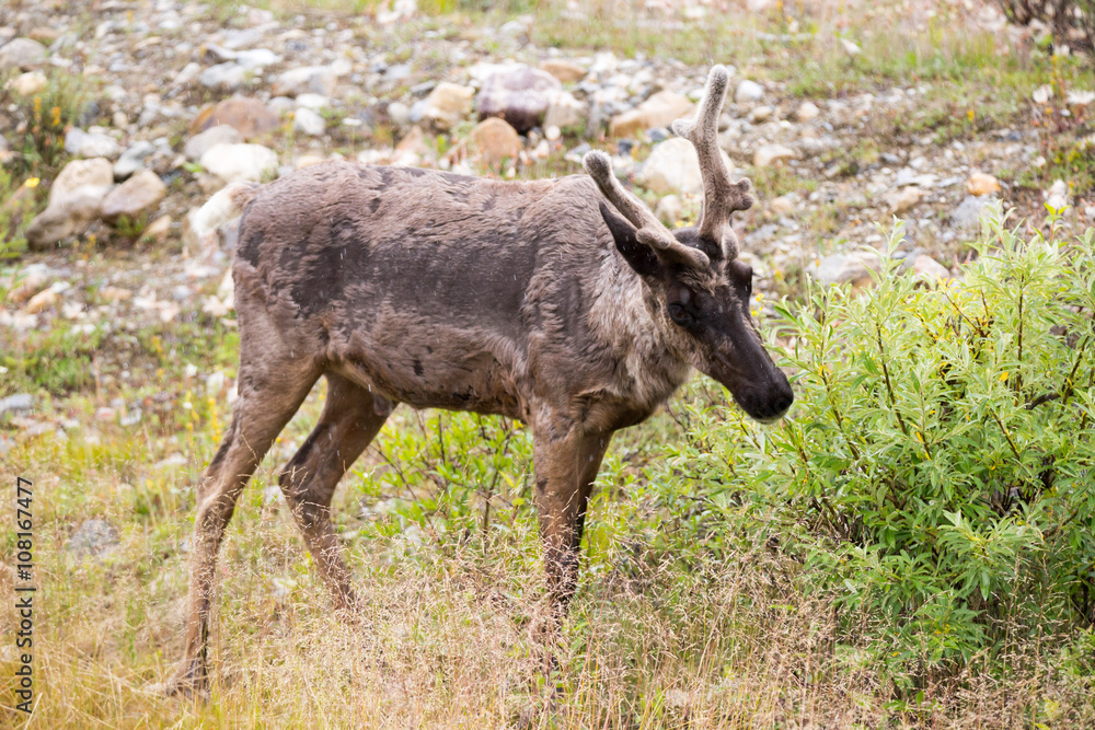 Wild young reindeer caribu in Canada along the road Wild young reindeer caribu in Canada along the road