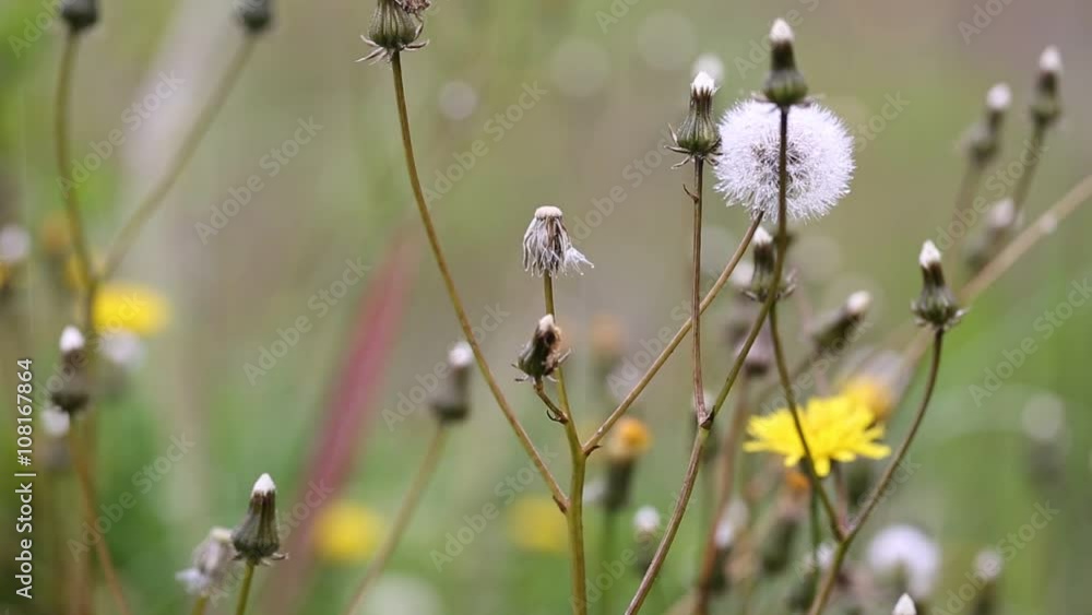 dandelion wild flower on a rainy day in nature dandelion wild flower on a rainy day in nature
