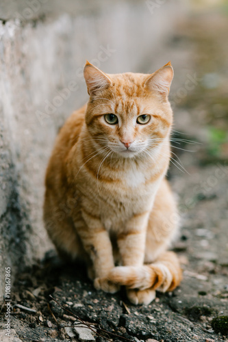 Portrait of red-headed cat looking at camera © sun_apple