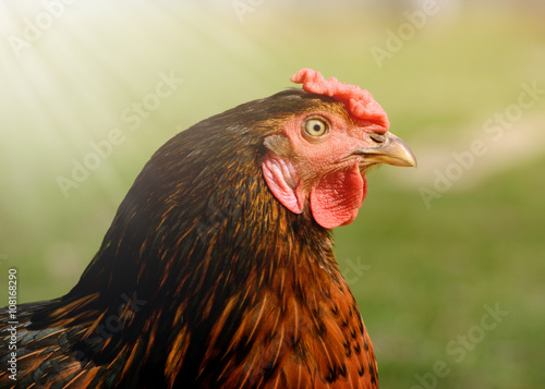 close up portrait  of bright colorful hen in a free range on backyard, fowl-run,