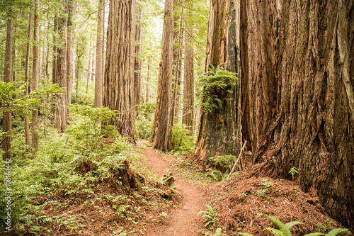 Hiking trails through giant redwoods costal national park califo